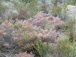 Erica labialis in habitat